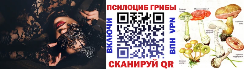 закладка  Пыталово  Псилоцибиновые грибы мицелий 